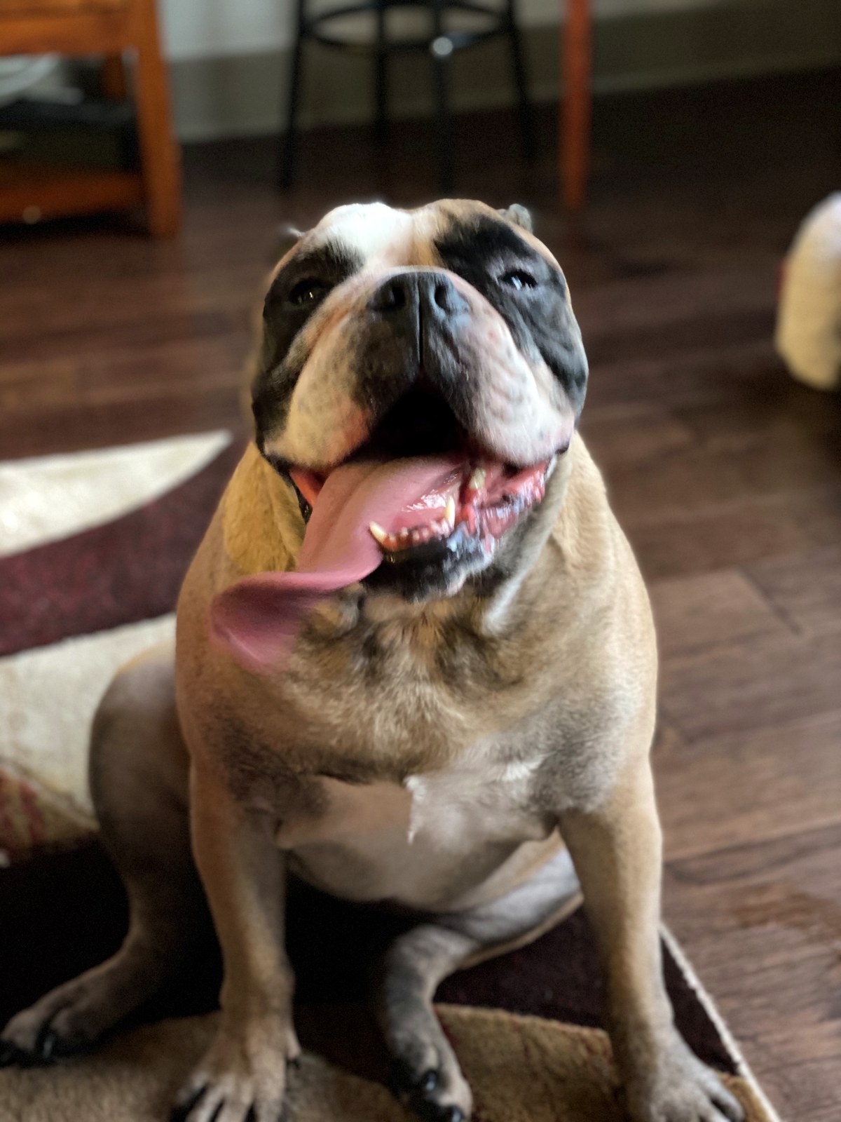 Bella, a fawn bulldog looking up at the camera
