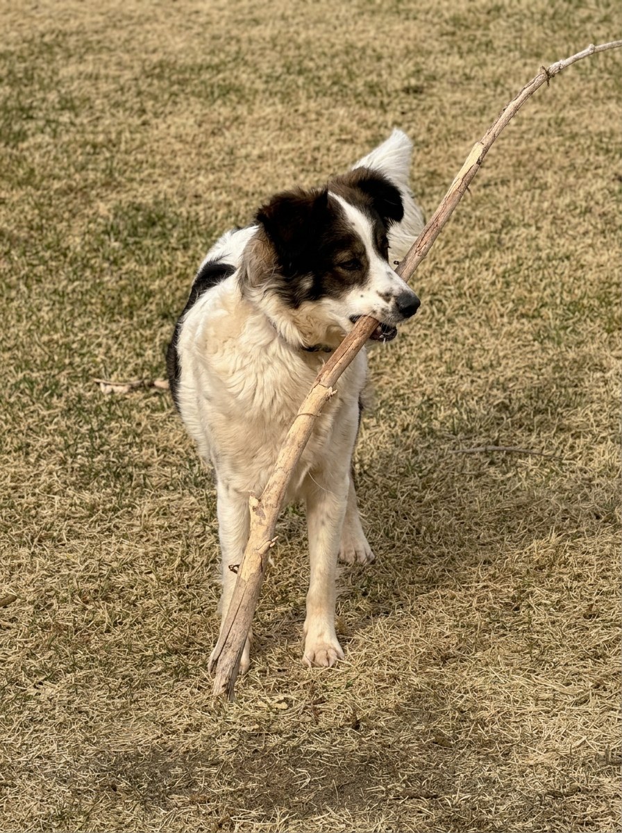 Poppy, a white dog resting on grass with a stick