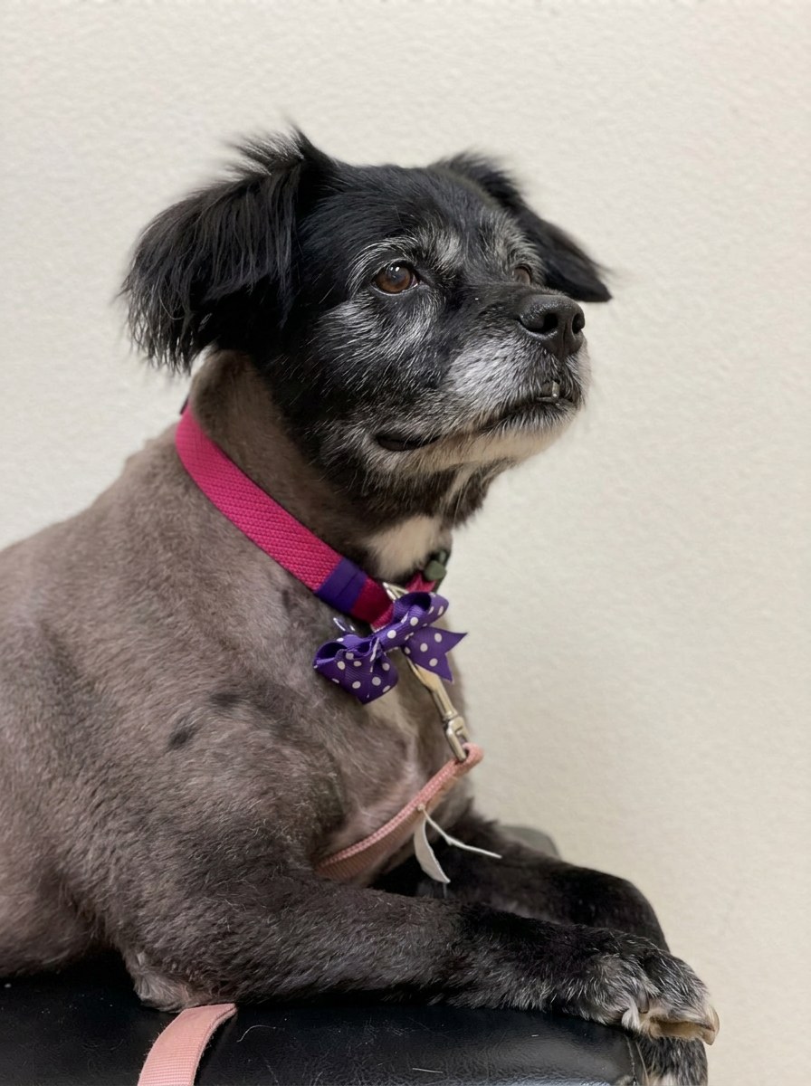 Patches, a small black dog in a pink harness