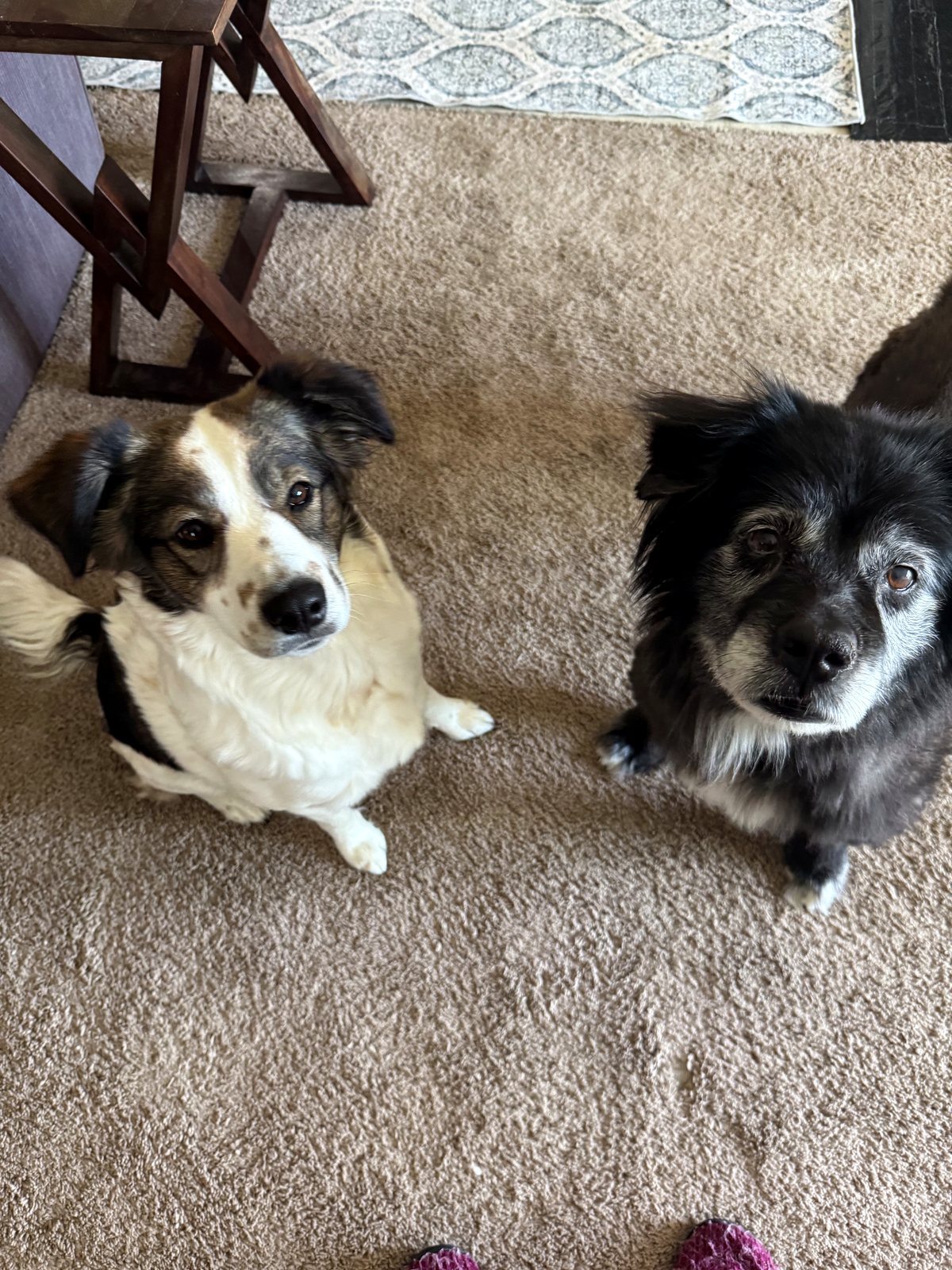 Two dogs relaxing together on a carpet