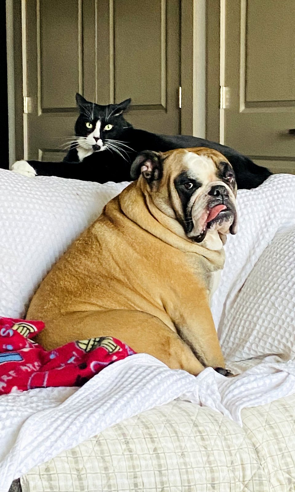 A bulldog resting on a bed with a cat sitting behind it