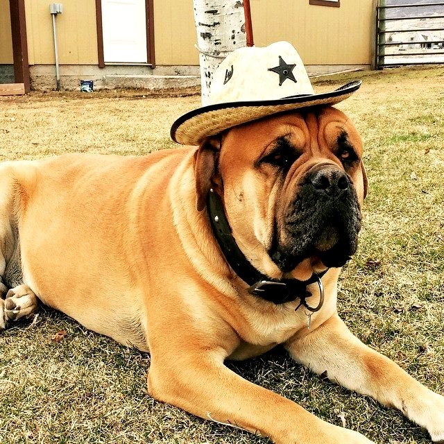 Harley, a large mastiff wearing a cowboy hat