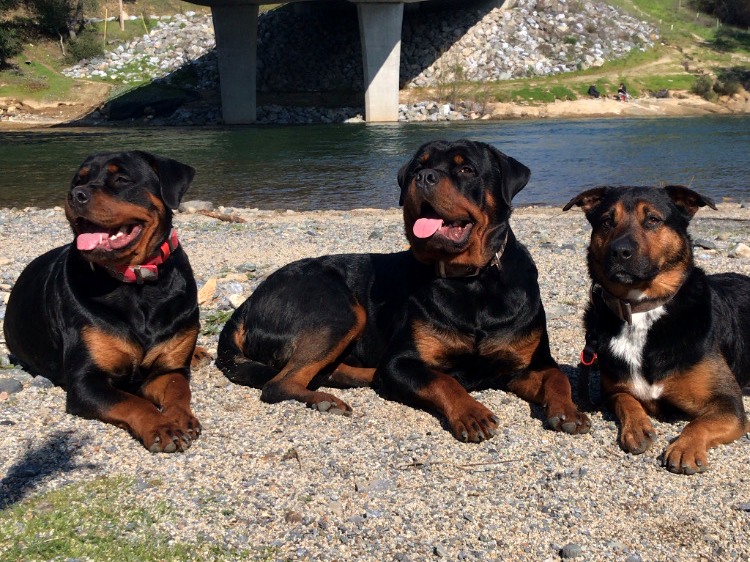 Ravyn, Ryder, and Koda resting together beside the river